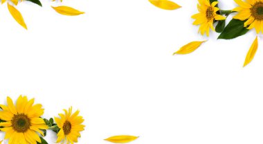 Yapraklı çiçek ayçiçeği (Helianthus annuus) çerçevesi, beyaz arka planda beyaz yapraklar ve metin için boşluk. Üst manzara, düz uzanma