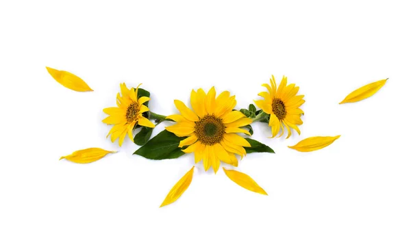 Flowers Sunflower Helianthus Annuus Leaves Petals White Background Space Text — Stock Photo, Image