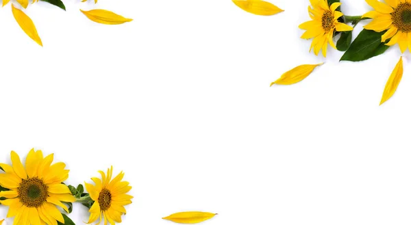 Blumenrahmen Sonnenblume Helianthus Annuus Mit Blättern Blütenblätter Auf Weißem Hintergrund — Stockfoto