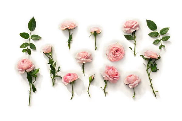 Flores Rosas Rosas Con Hojas Sobre Fondo Blanco Vista Superior —  Fotos de Stock
