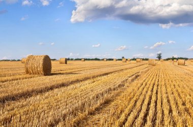 Arkaplanda hasat sonrası saman balyalarıyla dolu bir tarla..
