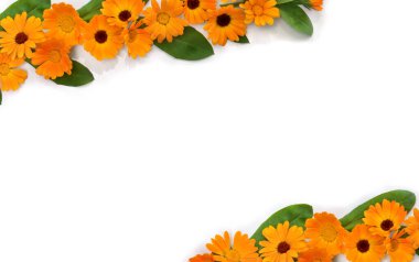 Calendula (Calendula officinalis, marigold, ruddles, marigold) beyaz arka planda, yazı için alan olan turuncu çiçekleri. Üst manzara, düz yatış. Şifalı bitki.
