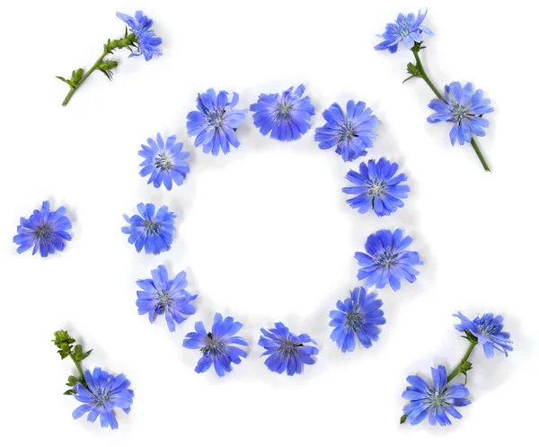 Quadro Flores Azuis Chicória Cichorium Intybus Fundo Branco Com Espaço — Fotografia de Stock