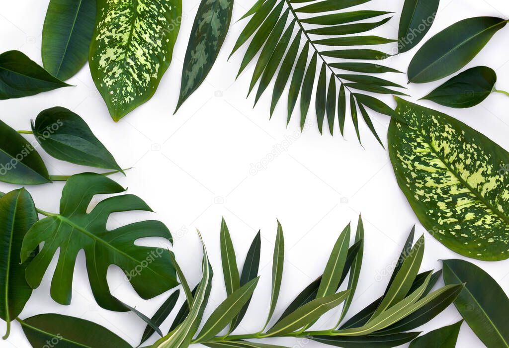 Frame of tropical leaves ( Monstera, Dieffenbachia, branch palm, Ficus benjamina, Nerium oleander ) on a white background with space for text. Top view, flat lay