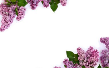 Beyaz arkaplanda çiçek demeti, yazı için yer var. Üst manzara, düz uzanma