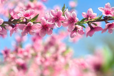 Çiçek açan sakura ağacı, pembe çiçekler bahçede kiraz ağacı bir bahar günü arka planda mavi gökyüzünde.