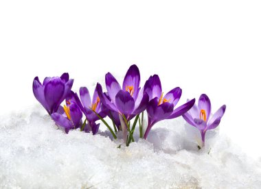Bahar kardelen çiçekleri, beyaz bir zemin üzerinde beyaz bir zeminde, menekşe timsahları (Crocus heuffelianus).