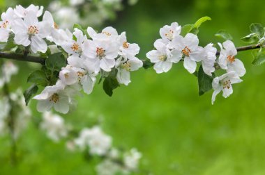 Çiçekler dalda elma ağacı ve yapraklar baharda yağmurdan sonra bahçede arka planda bulanık