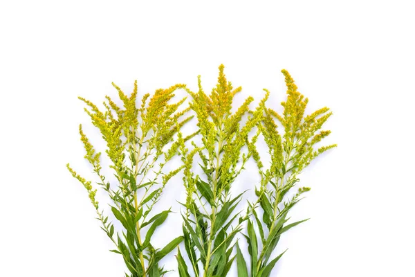 Çiçekler ve beyaz arka planda Ambrosia 'yı bırakıyor. Üst manzara, düz yatış. Ragweed alerjiye neden olur.