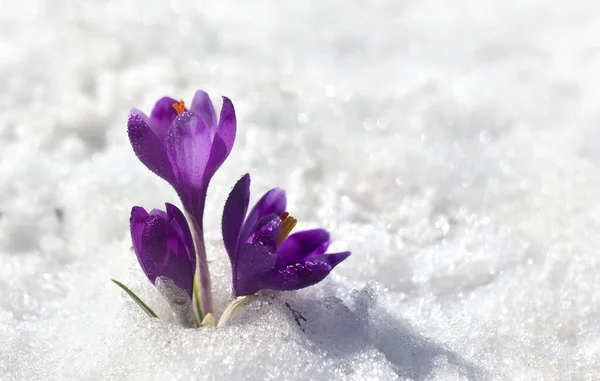 春天的雪花 紫色的番红花 Crocus Heuffelianus 雪地里有文字的空间 — 图库照片