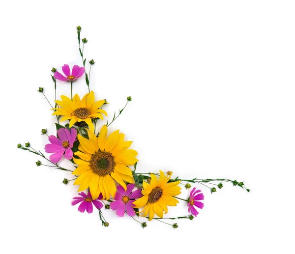 Flowers Sunflowers Pink Flowers Cosmos Capsule Seed Flax White Background — Stock Photo, Image