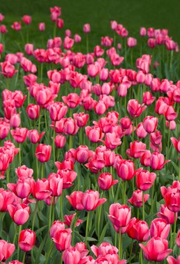 Bir bahar günü bahçede güzel çiçekler pembe laleler.