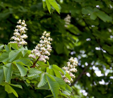 Baharda ağaçtaki kestanenin beyaz çiçekleri