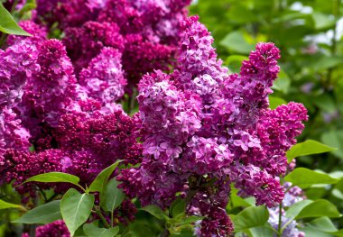 Baharda bahçede güzel pembe çiçekler, leylak.