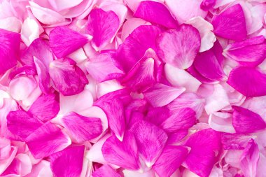 Pembe yapraklı güller, arka plan. Üst manzara, düz uzanma