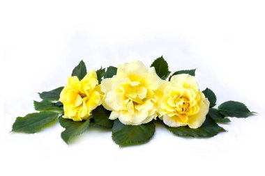 Sarı güller beyaz arka planda yakın plan