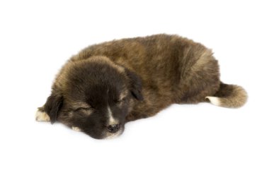 Beyaz arka planda sevimli kahverengi köpek yavrusu.