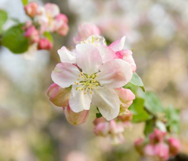 Çiçekler daldaki elma ağacının yaprakları baharda bahçede bulanık.