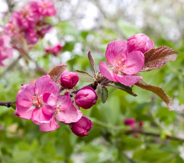 Pembe çiçekler dalında elma ağacı baharda bahçede yapraklarla arka planda bulanıklık