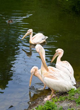 Gölün kıyısındaki büyük pembe beyaz pelikanlar