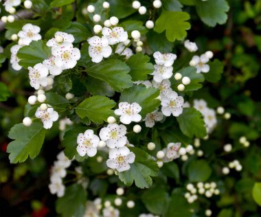 Bahçede baharda beyaz çiçek açan dikenli diken.