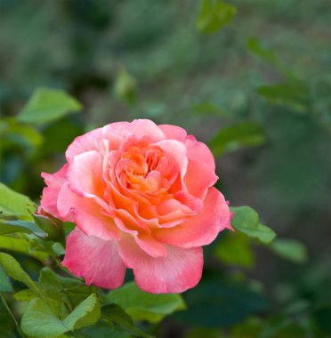 Bulanık yeşil arka planda açan pembe gül.