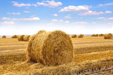 Hasattan sonra saman balyalarıyla dolu bir tarla.