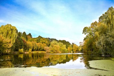 Sonbahar ormanında küçük bir gölet manzarası