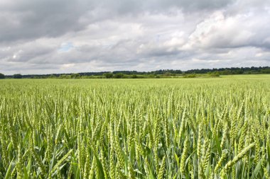 Yazın erken dönemlerinde tarlada buğday yeşili kulaklar