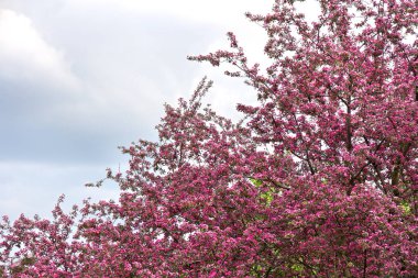 Çiçek açan elma ağacı, bir bahar günü bahçede çiçek ve metin için yer..