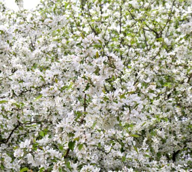 Çiçek açan elma ağacı, bir bahar günü bahçede çiçek ve metin için yer..