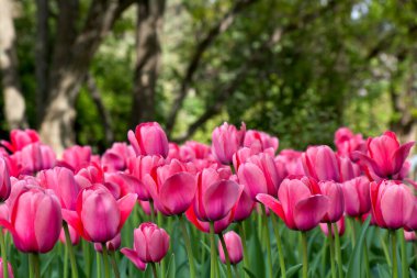 Bahçede yeşil ağaçlarda pembe laleler