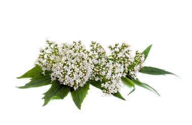 Beyaz arka planda yeşil yapraklı kediotu çiçekleri.