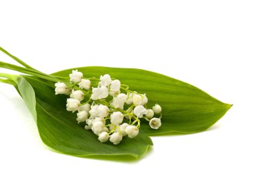 Yeşil yapraklı beyaz çiçekler, Vadi Zambağı (Convallaria majalis, Mayıs çanları, mayıs zambağı) beyaz arka planda yazı için boşluk