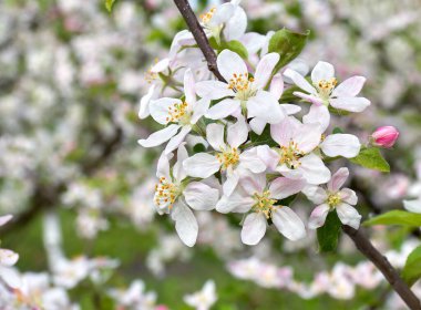 Bahar zamanı çiçek açan bahçede elma ağacı.