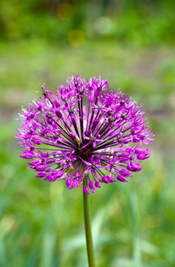 Çiçek tarhında mor çiçek Allison süslemeli soğan