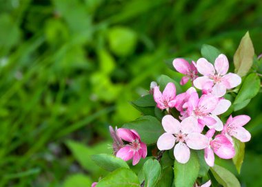 Bahar zamanı çiçek açan bahçede elma ağacı.