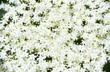 Çiçek açan yaşlı çiçek (Sambucus nigra). Yaygın isimler: yaşlı, mürver, siyah yaşlı, Avrupalı yaşlı, Avrupa yaşlı böğürtlen ve Avrupa siyah mürver üzümü