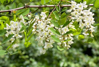 Bahçede çiçek açan beyaz akasya (Robinia psödoacia)