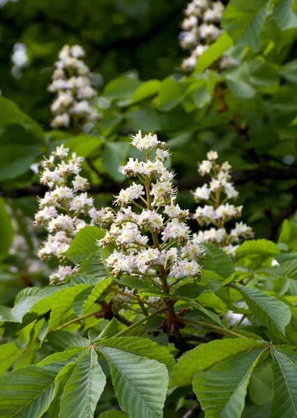 Las Flores Blancas Del Castaño Sobre Árbol Jardín Primavera — Foto de Stock