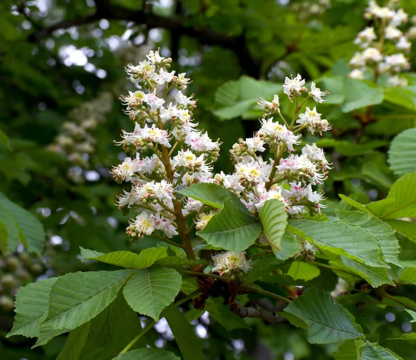 Baharda ağaçtaki kestanenin beyaz çiçekleri