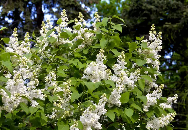 Όμορφα Λευκά Λουλούδια Πασχαλιά Στον Κήπο Την Άνοιξη — Φωτογραφία Αρχείου