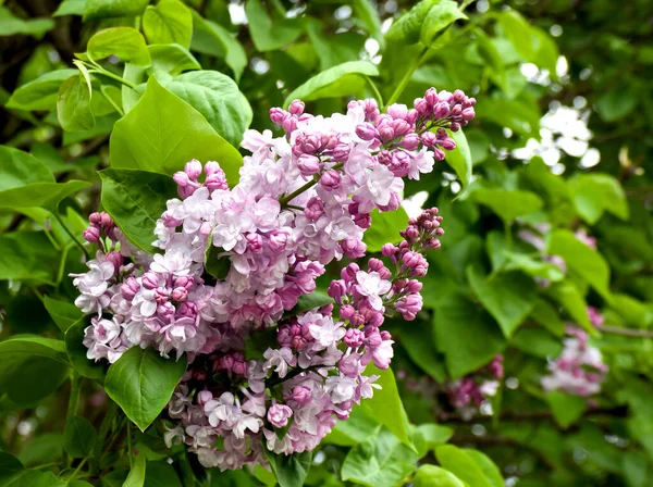 Belles Fleurs Roses Lilas Dans Jardin Printemps — Photo