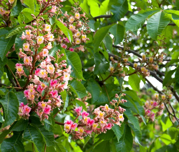 Las Flores Rosadas Del Castaño Sobre Árbol Jardín Primavera — Foto de Stock