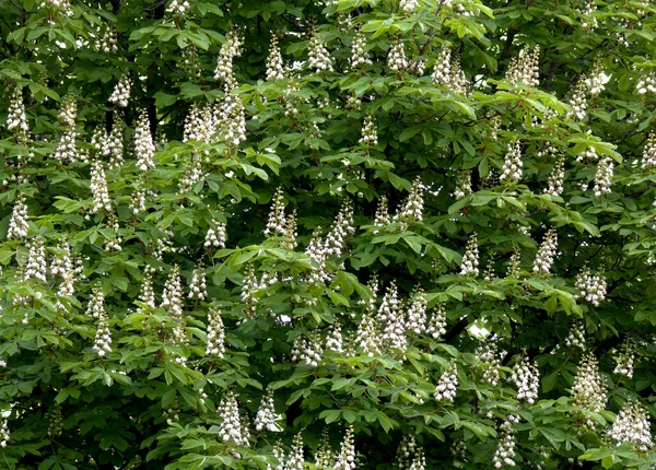 Λευκά Λουλούδια Κάστανου Δέντρο Στον Κήπο Την Άνοιξη — Φωτογραφία Αρχείου