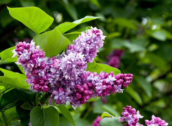 Belles Fleurs Roses Lilas Dans Jardin Printemps — Photo