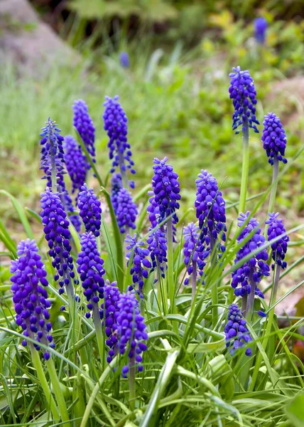 Fleurs Bleues Muscari Jacinthe Murine Dans Jardin — Photo