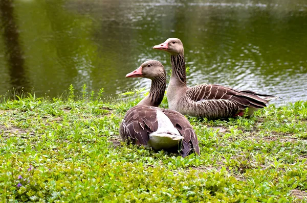 Greylag Gooses Sitting Green Grass Lake — Stock Photo, Image