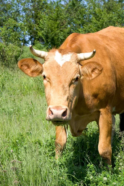 Brązowa Czerwona Krowa Trawie Zielonej Łące — Zdjęcie stockowe