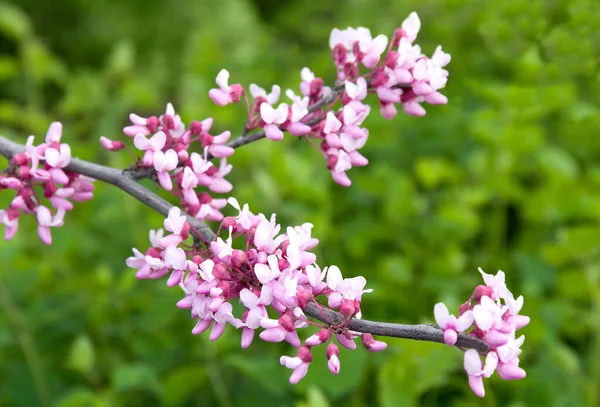 Cercis Silikastrum Pembe Bahar Çiçekleri Bahçede — Stok fotoğraf